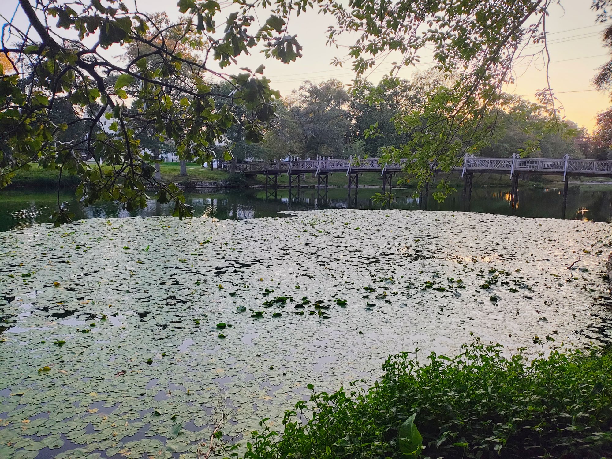 Spring Lake Lily Pads